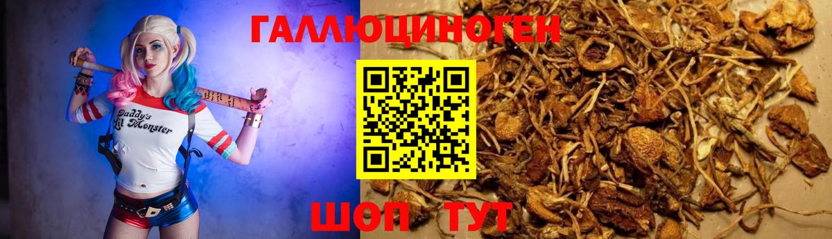 Галлюциногенные грибы Psilocybe  Вход с VPN  Кудрово  Галлюциногенные грибы Cubensis 